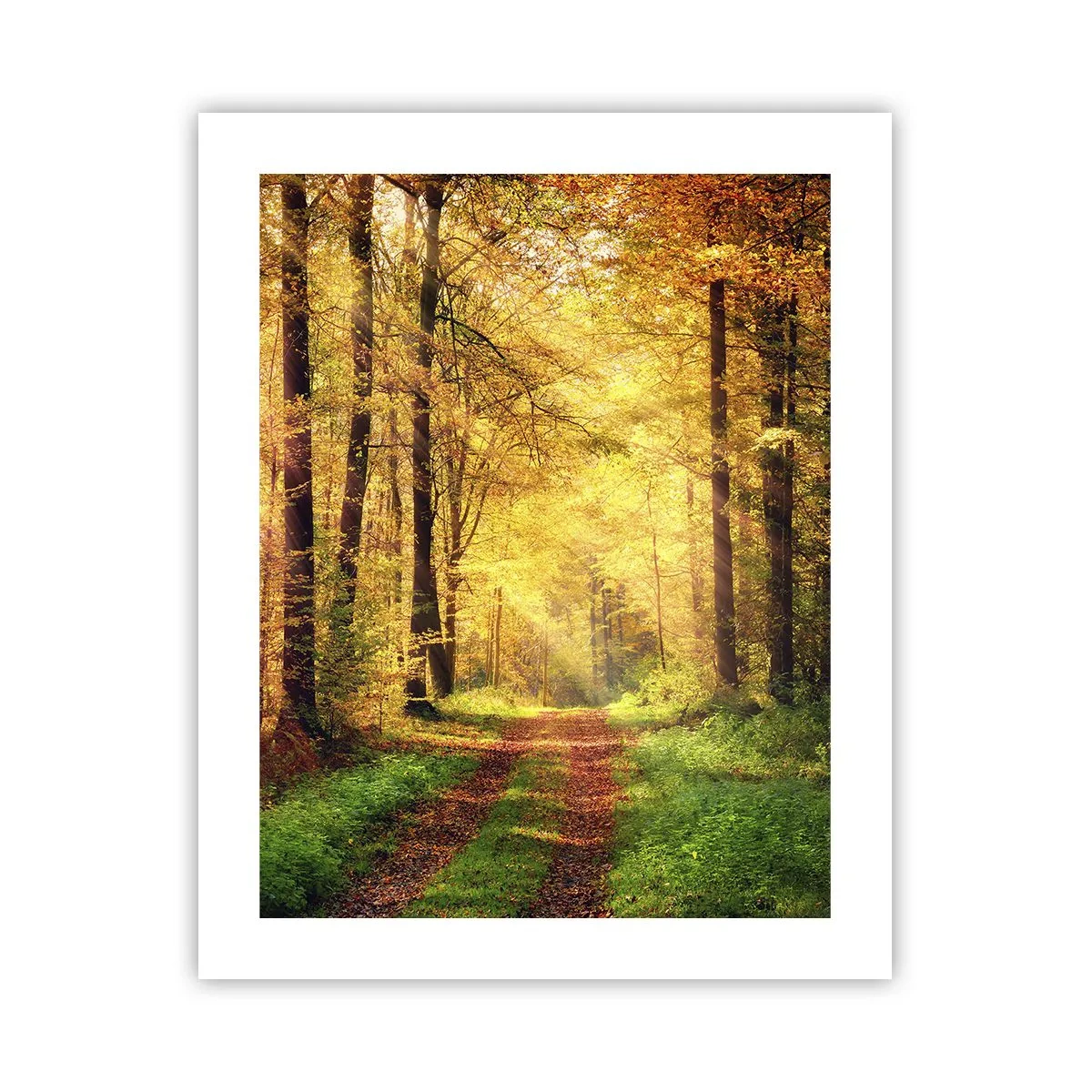 Poster - Bos-gouden stilte - 40x50 cm