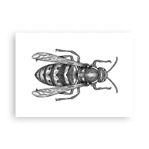 Poster - Van een insectenplaneet - 70x50 cm
