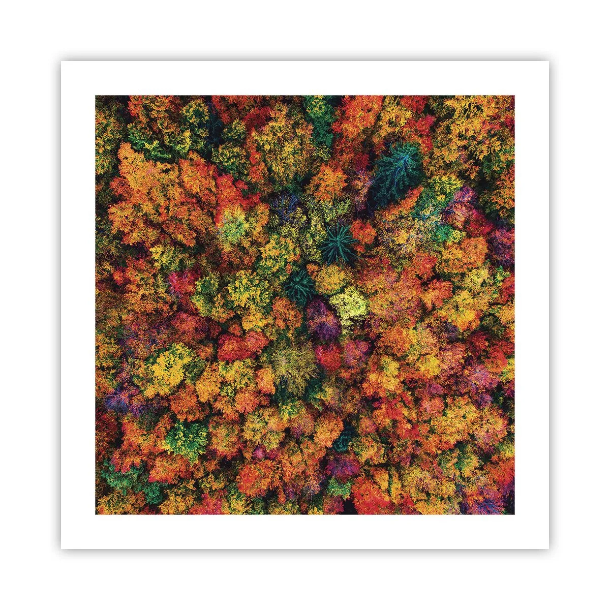 Poster - Boeket herfstbomen - 50x50 cm