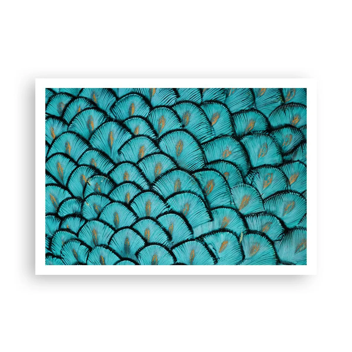Poster - Het grote verengala - 100x70 cm