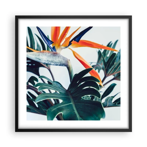 Poster in een zwarte lijst - Vogelstruik - 50x50 cm