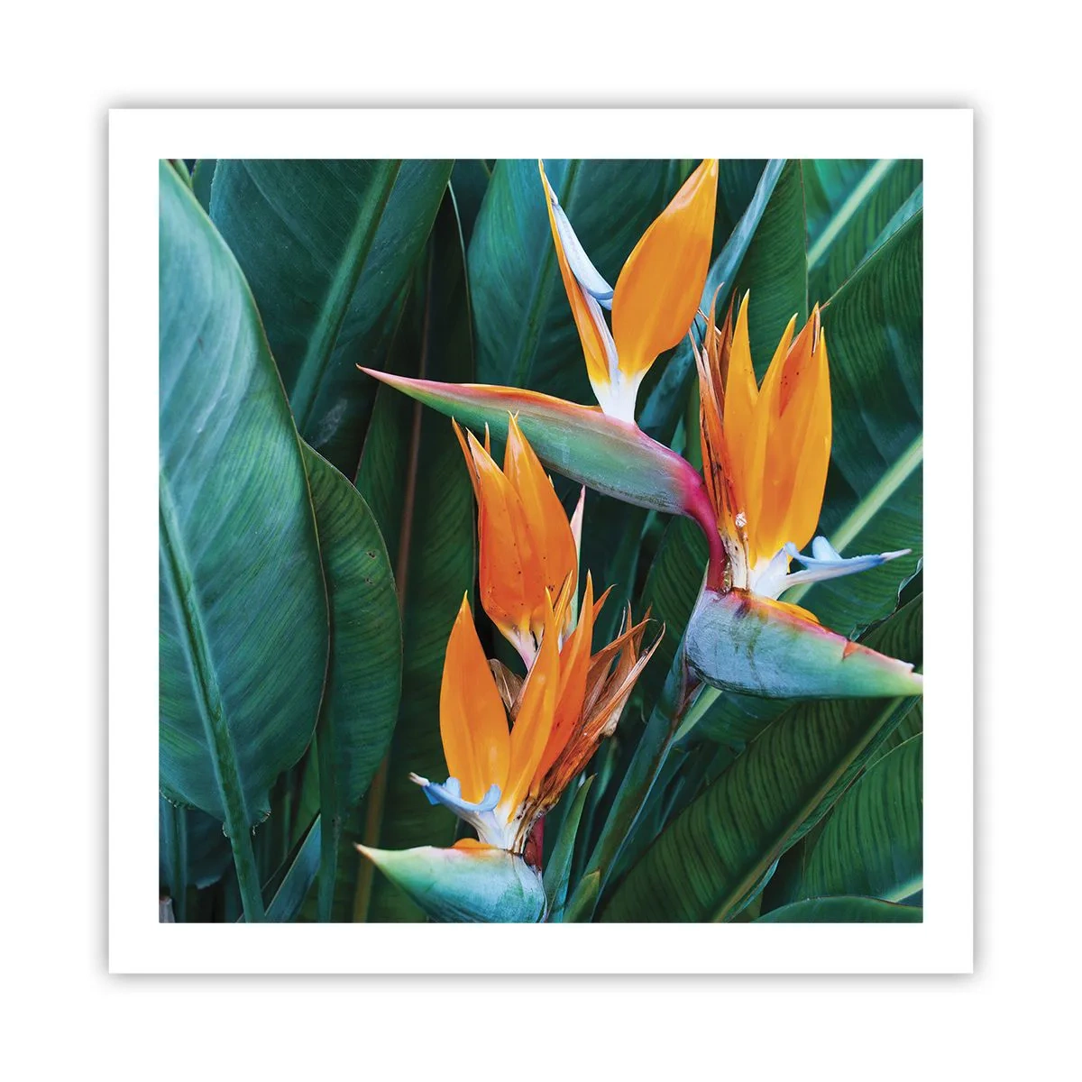 Poster - Is het een bloem of is het een vogel? - 60x60 cm