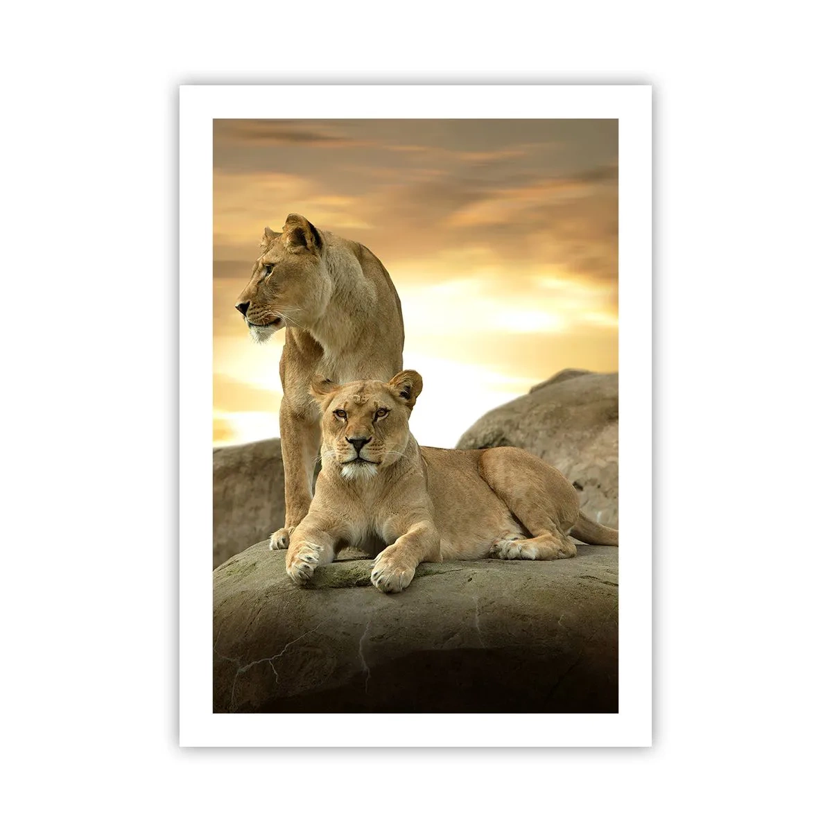 Poster - Koninklijke majesteit - 50x70 cm