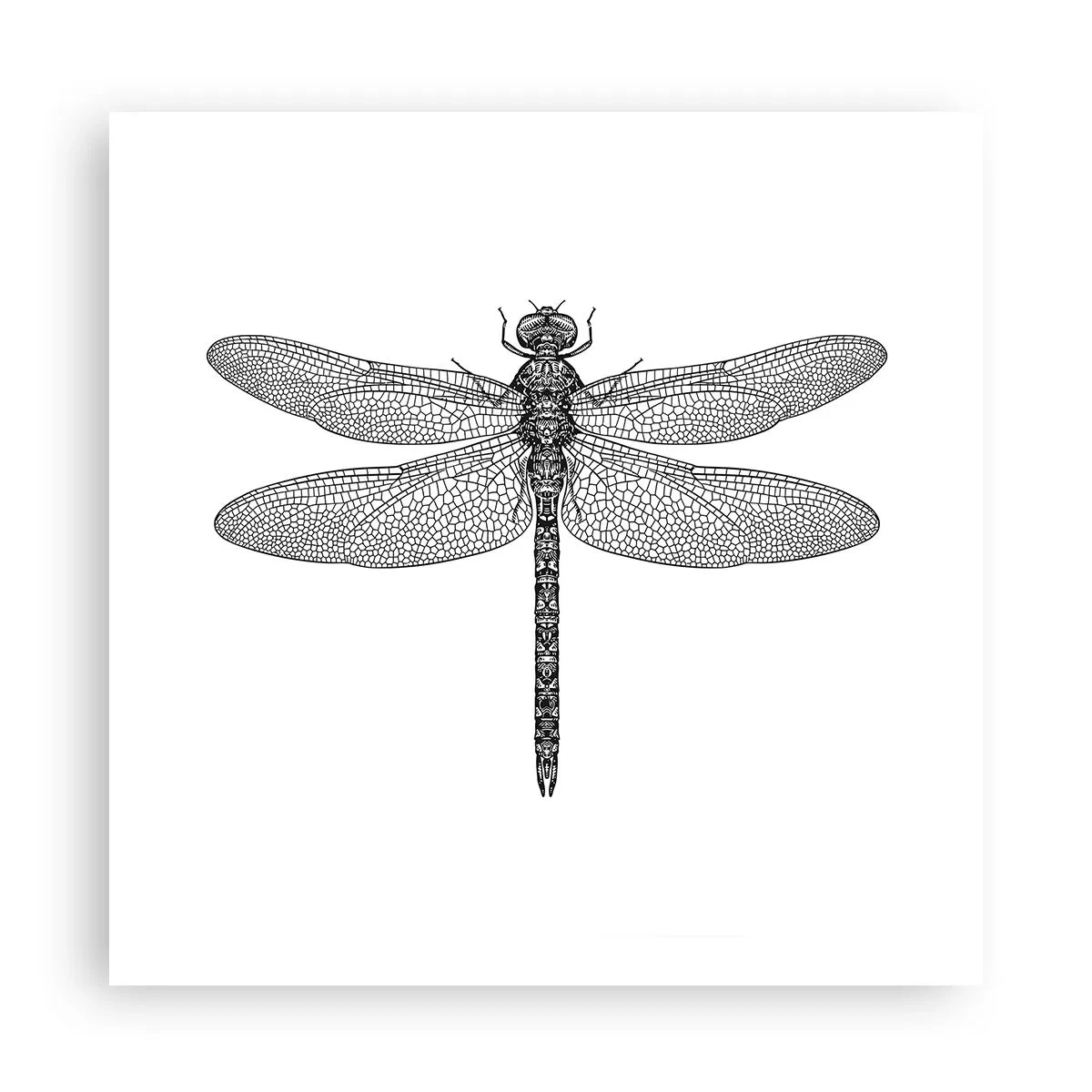 Poster - Precisie van de natuur - 60x60 cm