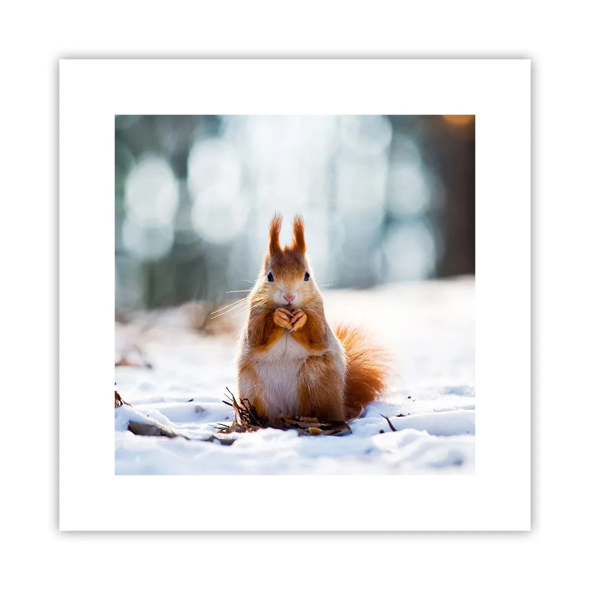 Poster - Waar kijk je naar? - 30x30 cm