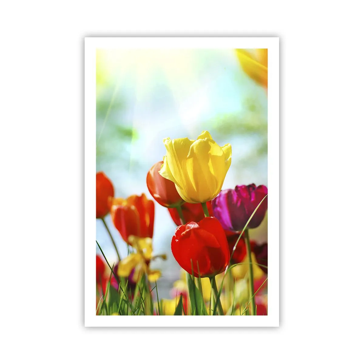 Poster - Alle kleuren van de zon - 61x91 cm