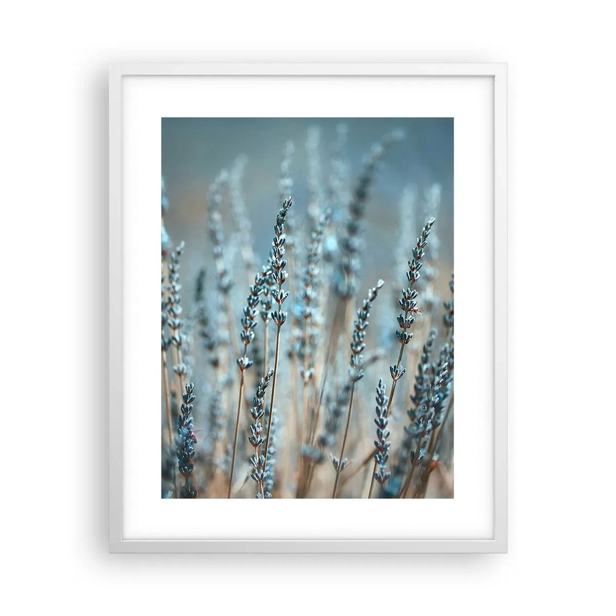 Poster in een witte lijst - Geurig korenveld - 40x50 cm