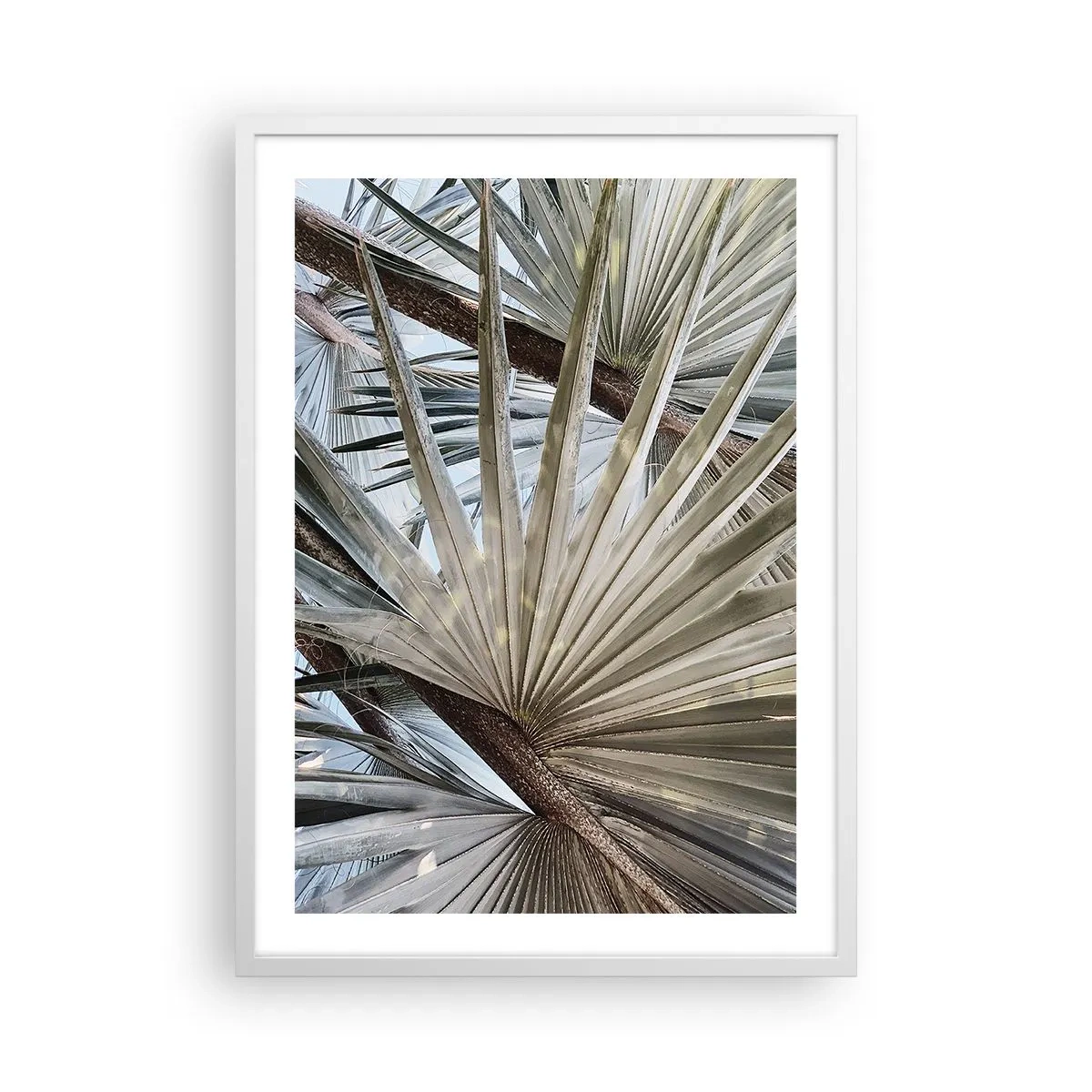 Poster in een witte lijst - Fans in de tropen - 50x70 cm