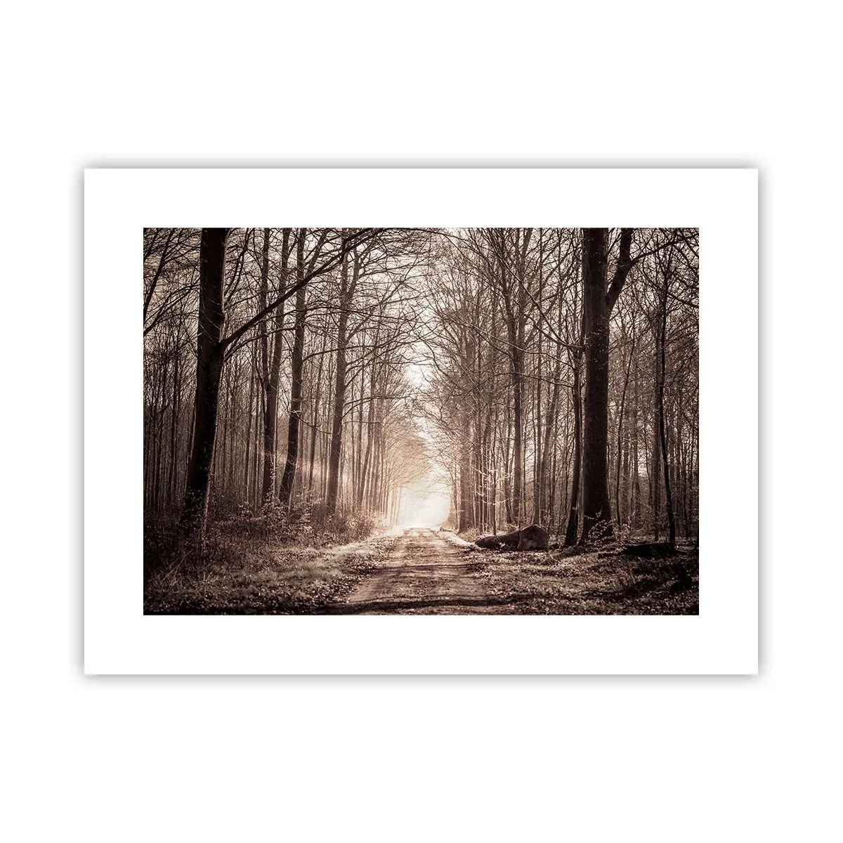 Poster - Boskathedraal - 40x30 cm