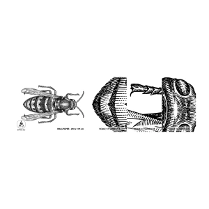 Fotobehang Staaltje Standard Eco - Van een insectenplaneet - Wesp, Insect, Minimalistisch - 100x30 cm