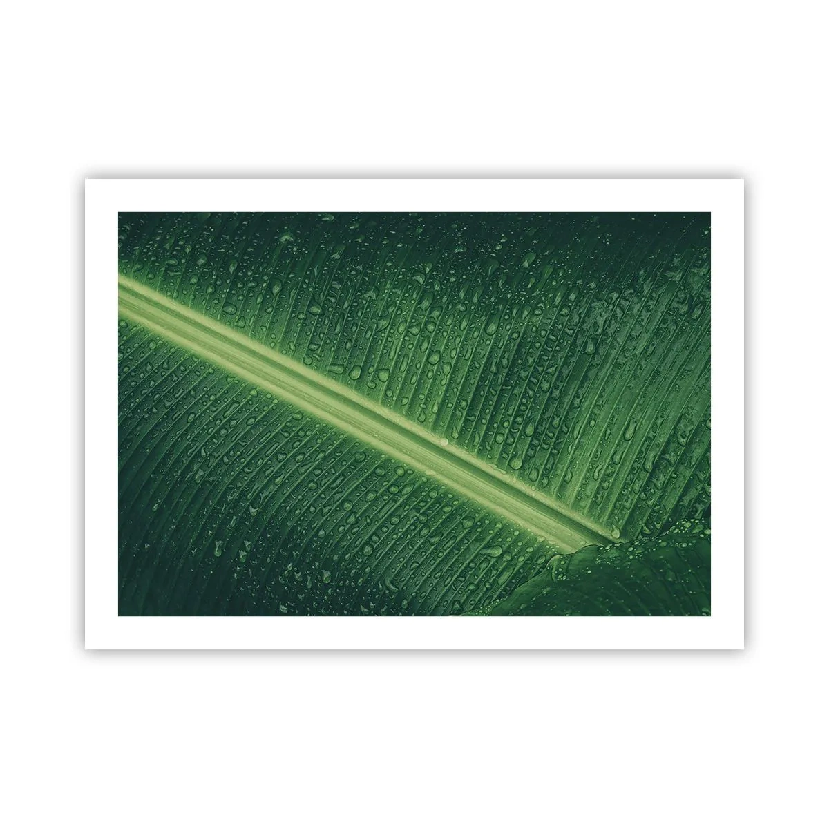 Poster - De structuur van groen - 70x50 cm