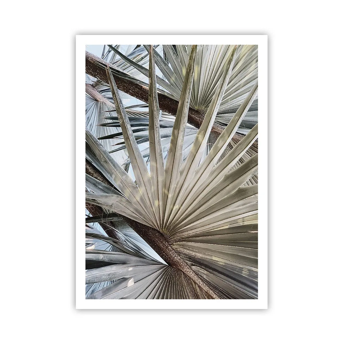 Poster - Fans in de tropen - 70x100 cm