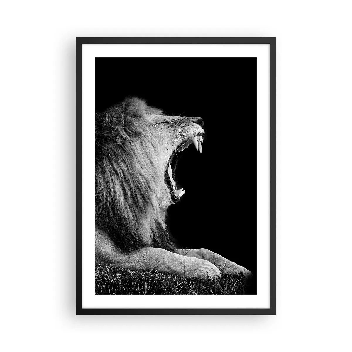 Poster in een zwarte lijst - Een brullende leeuw in monochroom - 50x70cm - Zonder enige twijfel - Moderne wanddecoratie voor woonkamer en slaapkamer ARTTOR