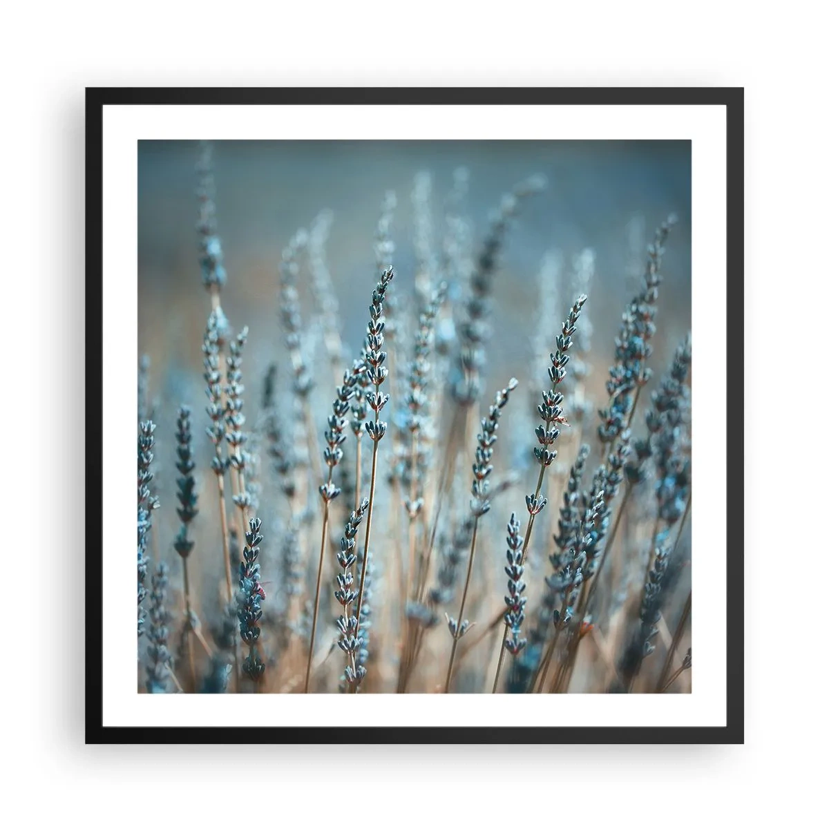 Poster in een zwarte lijst - Geurig korenveld - 60x60 cm