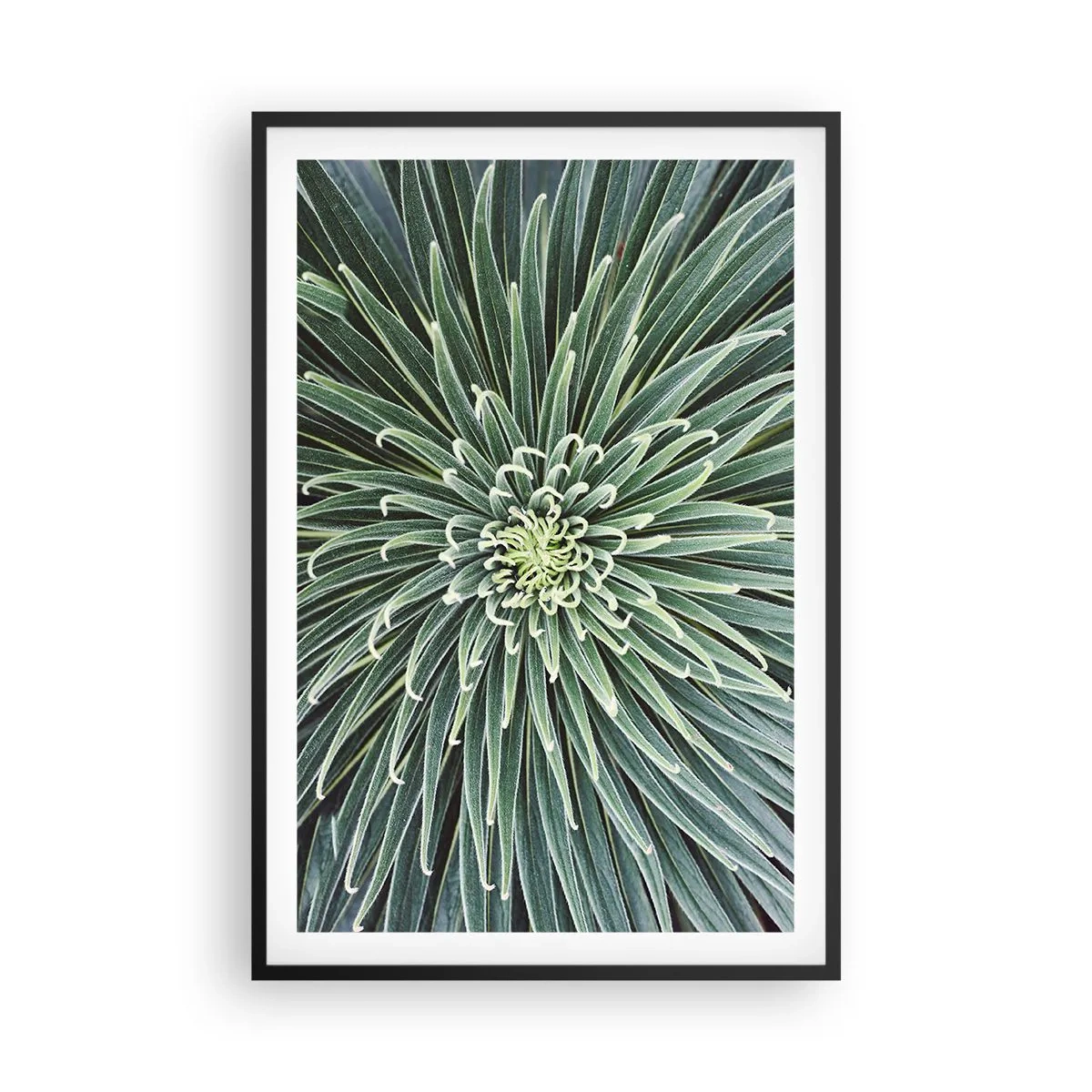 Poster in een zwarte lijst - Een ster is geboren - 61x91 cm
