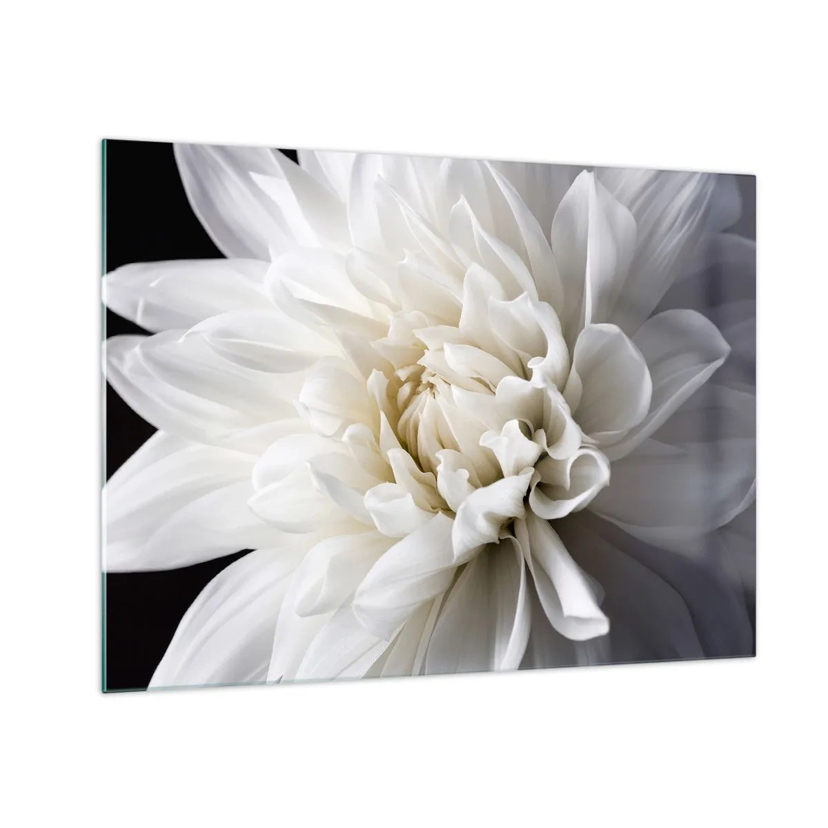 Schilderen op glas - Een close-up van een witte dahlia op een zwart-grijze achtergrond - 70x50cm - Ochtend van de bruid - Moderne wanddecoratie voor woonkamer en slaapkamer ARTTOR