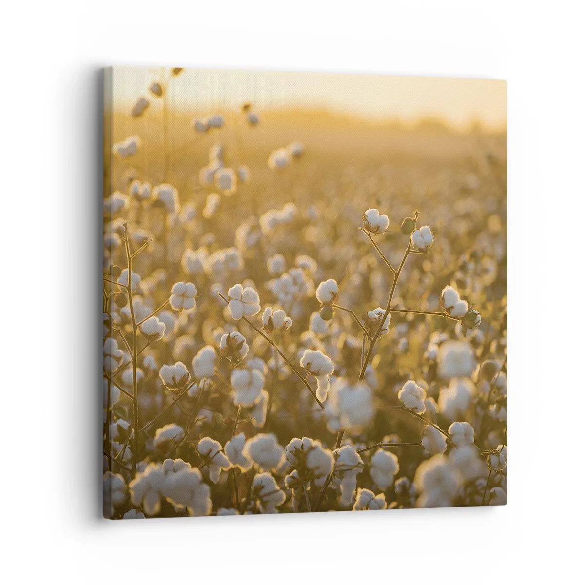 Schilderen op canvas - Pluizig veld - 30x30 cm