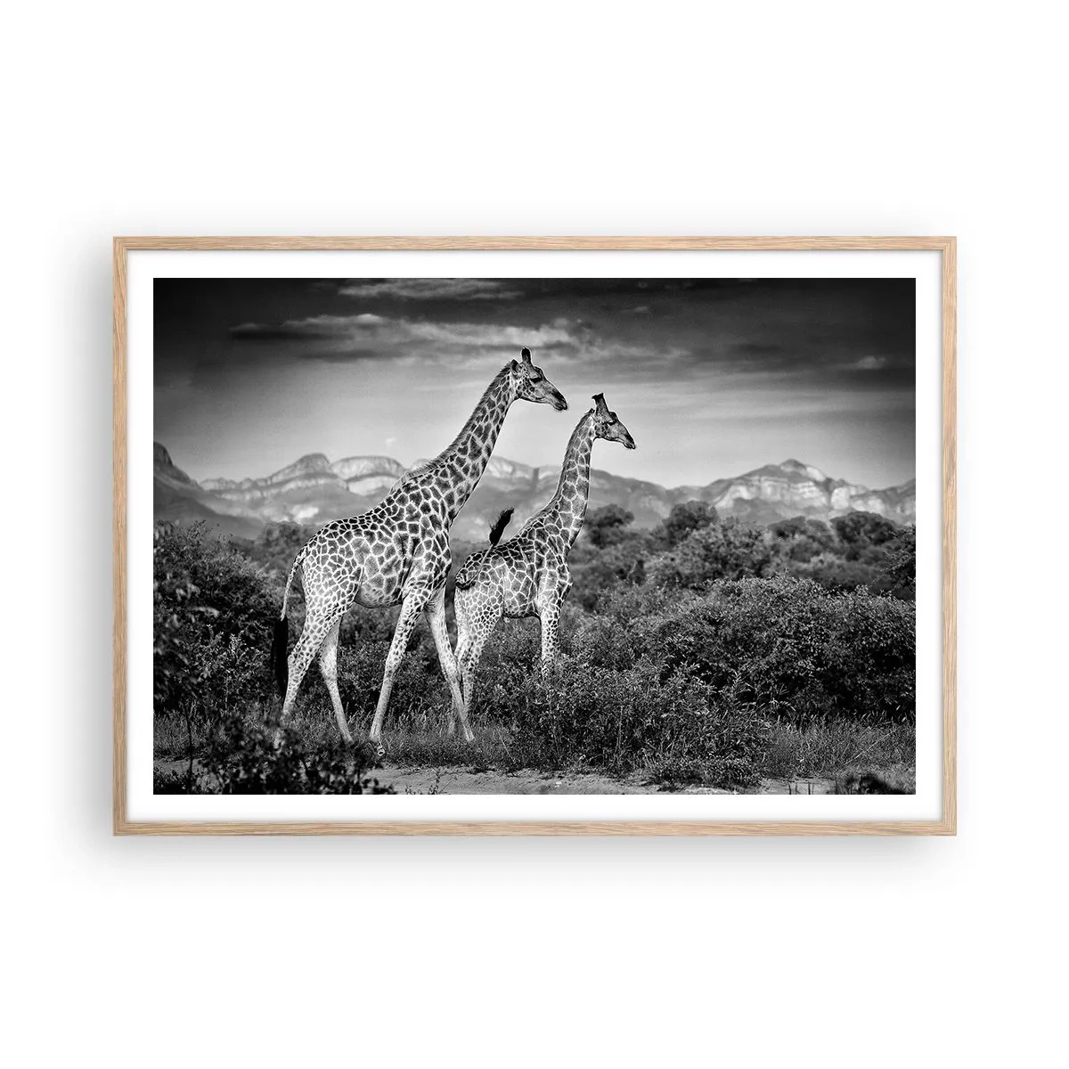 Een poster in een licht eiken lijst - Hoge sferen in Afrika - 100x70 cm