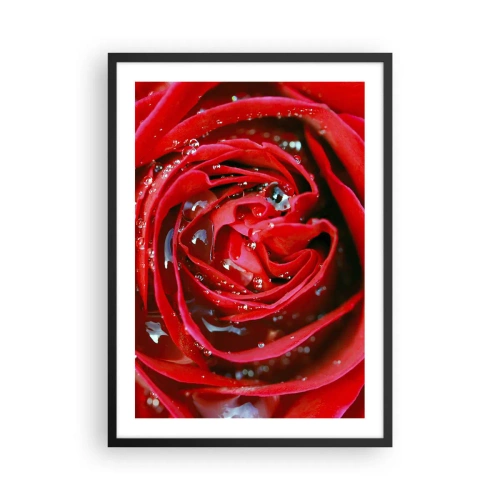 Poster in een zwarte lijst - Close-up van een rode roos met waterdruppels - 50x70cm - In de dauwdruppels - Moderne wanddecoratie voor woonkamer en slaapkamer ARTTOR