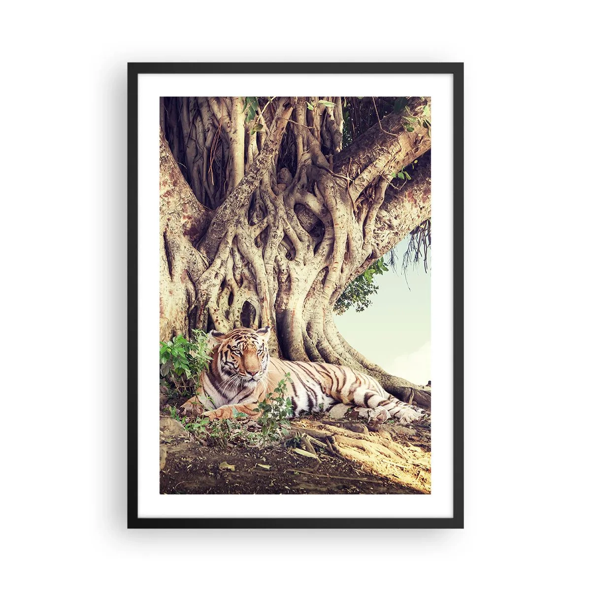 Poster in een zwarte lijst - Een tijger rust uit onder een enorme boom met verstrengelde wortels. - 50x70cm - Uitzicht vanuit het boek Genesis - Moderne wanddecoratie voor woonkamer en slaapkamer ARTTOR