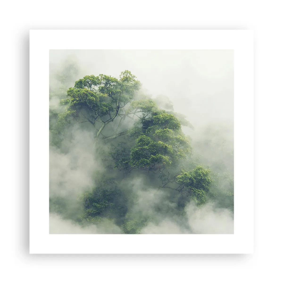 Poster - In mist gehuld - 40x40 cm