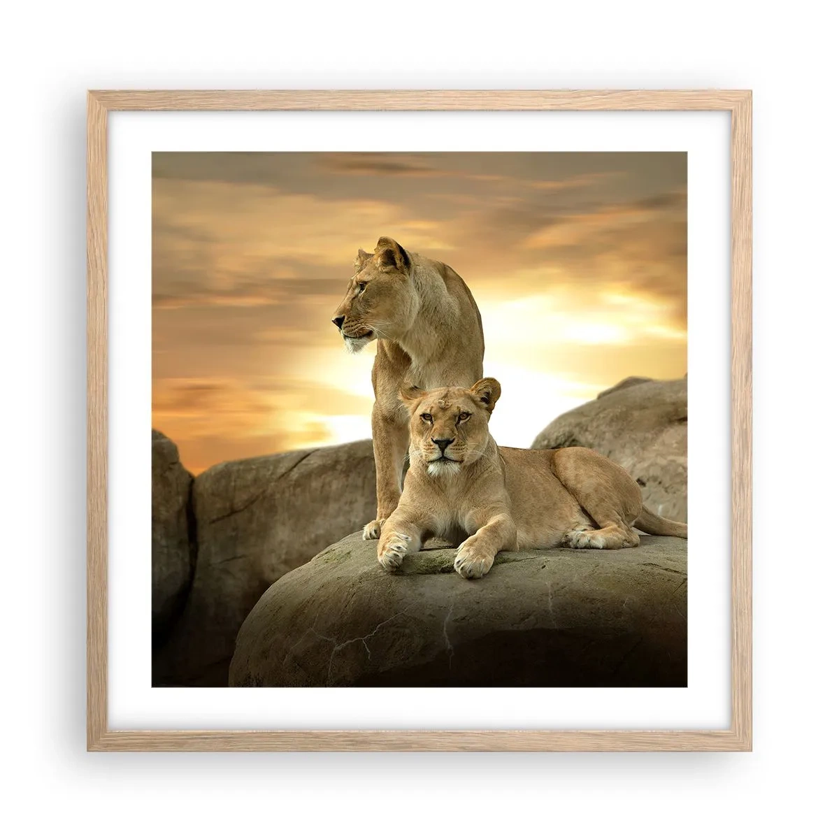 Een poster in een licht eiken lijst - Koninklijke majesteit - 50x50 cm