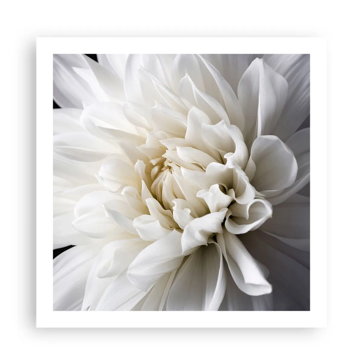 Poster - Ochtend van de bruid - 60x60 cm