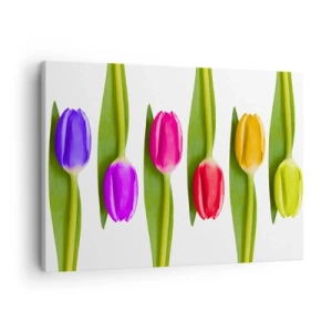 Schilderen op canvas - Veelkleurige tulpen op een rij op een witte achtergrond - 70x50cm - Regenboog compositie - Moderne wanddecoratie voor woonkamer en slaapkamer ARTTOR