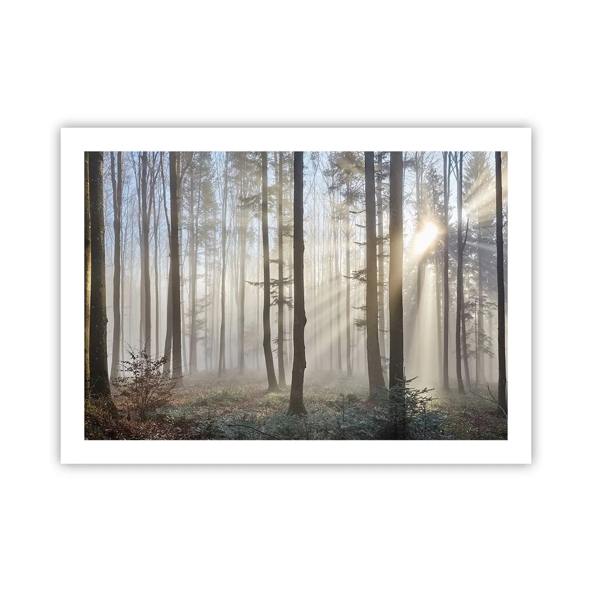 Poster - De mist werd ook wakker - 70x50 cm