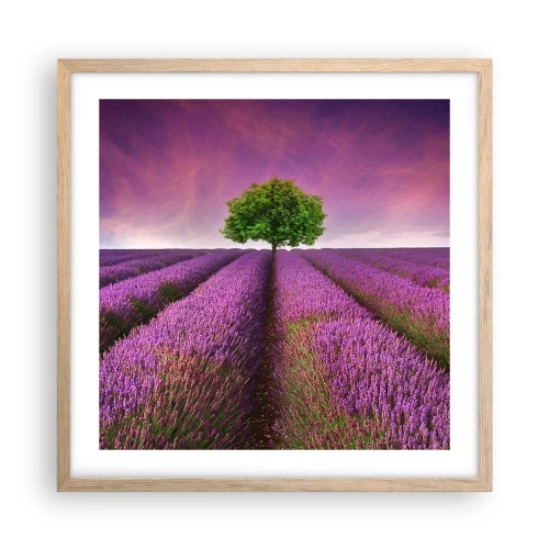Een poster in een licht eiken lijst - Op lavendelvelden - 50x50 cm