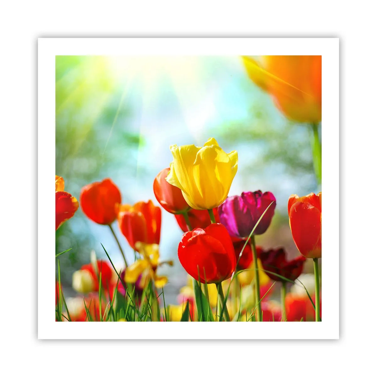 Poster - Alle kleuren van de zon - 60x60 cm