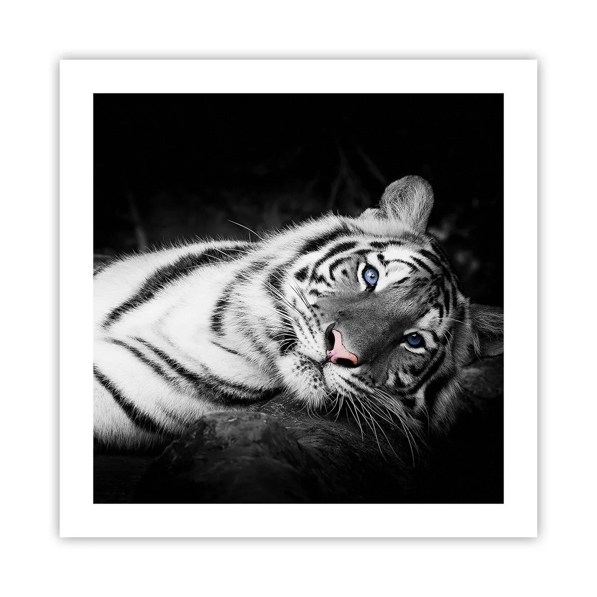 Poster - Wildheid en vrede - 50x50 cm