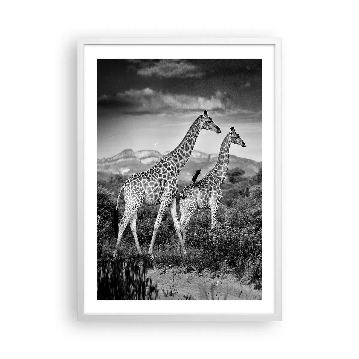 Poster in een witte lijst - Hoge sferen in Afrika - 50x70 cm