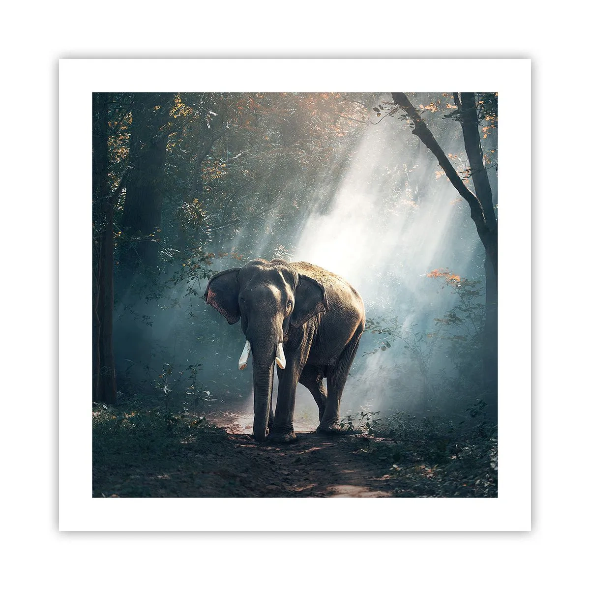 Poster - Een ontspannen wandeling - 50x50 cm