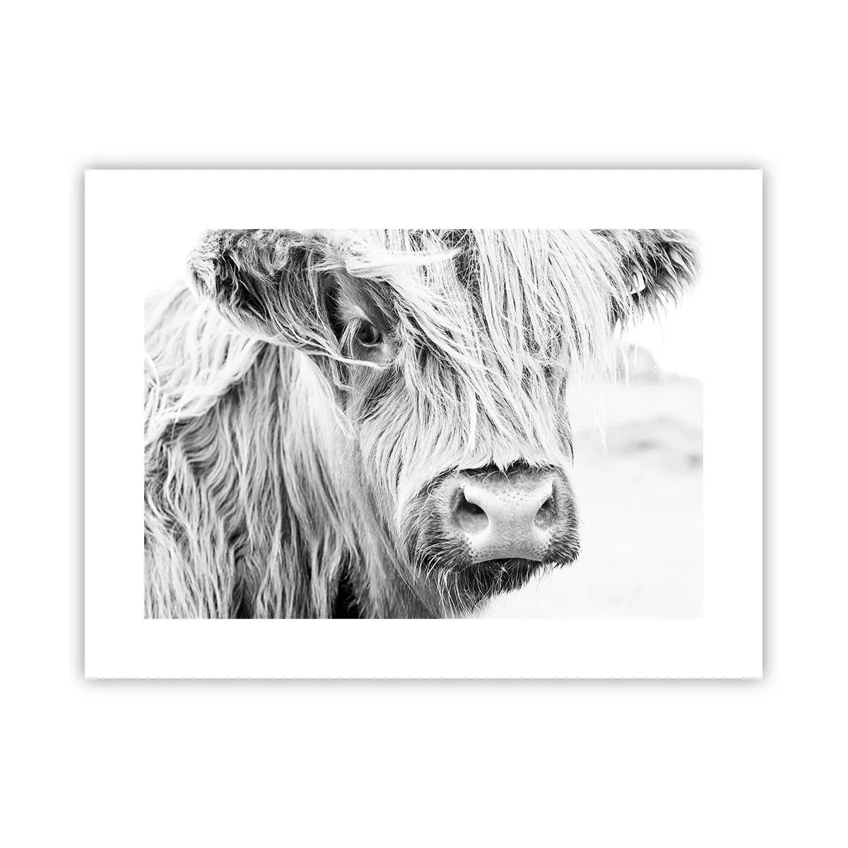 Poster - Schotse wildheid - 40x30 cm
