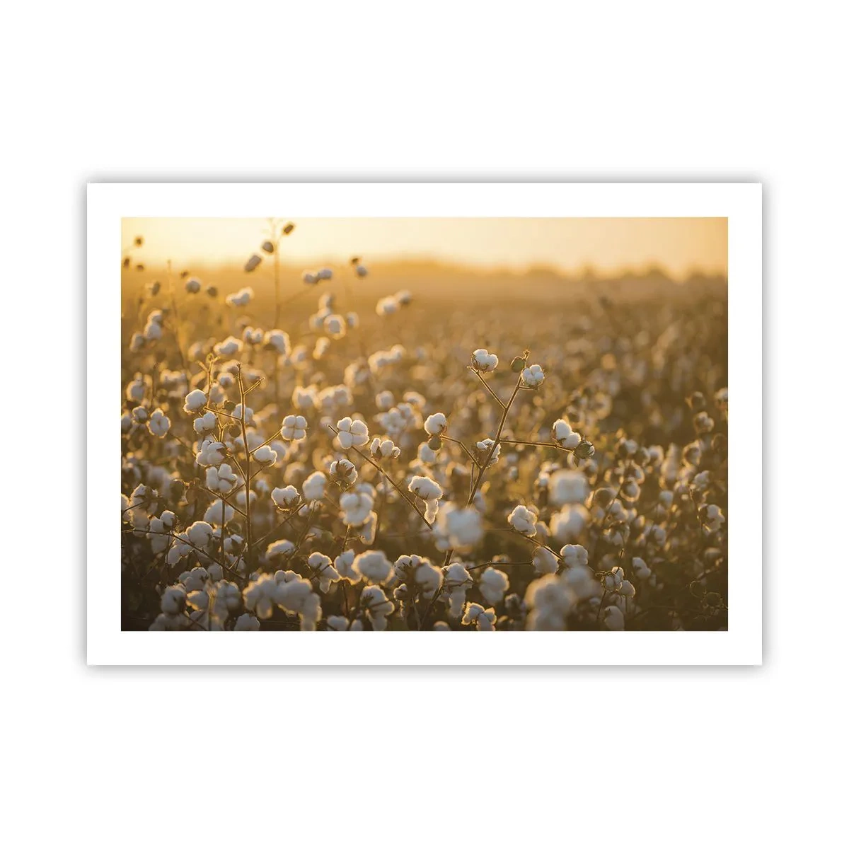Poster - Pluizig veld - 70x50 cm