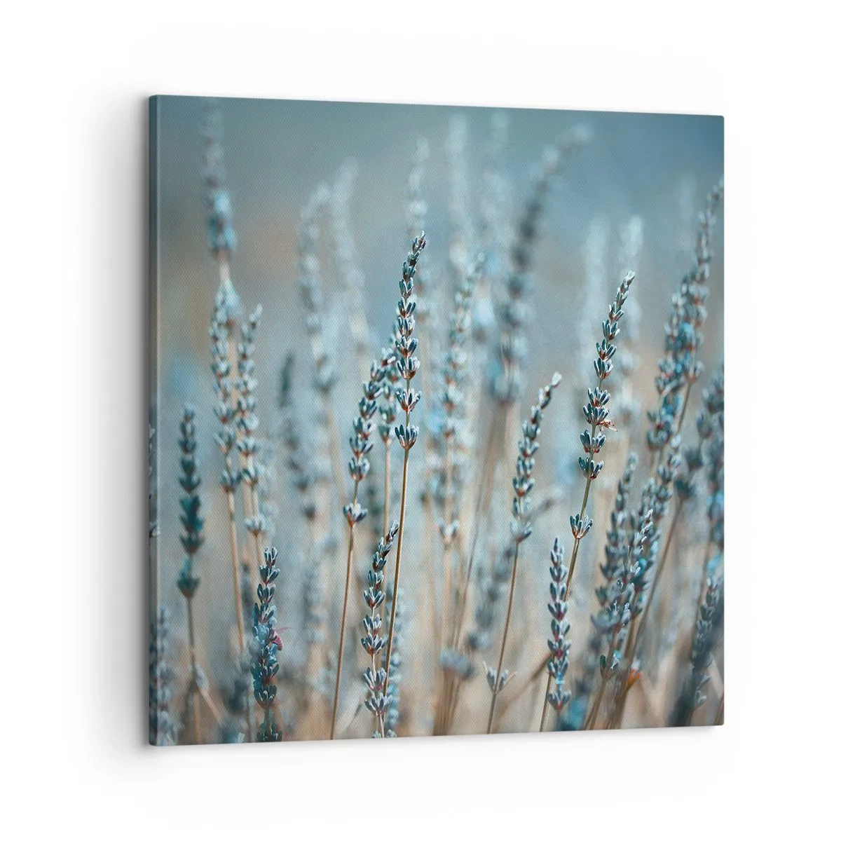 Schilderen op canvas - Geurig korenveld - 60x60 cm