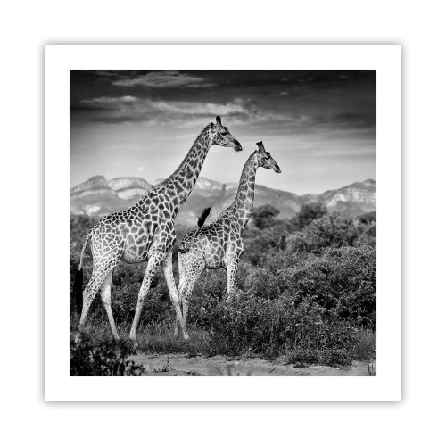 Poster - Hoge sferen in Afrika - 50x50 cm