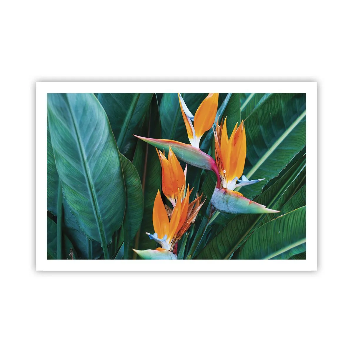 Poster - Is het een bloem of is het een vogel? - 91x61 cm