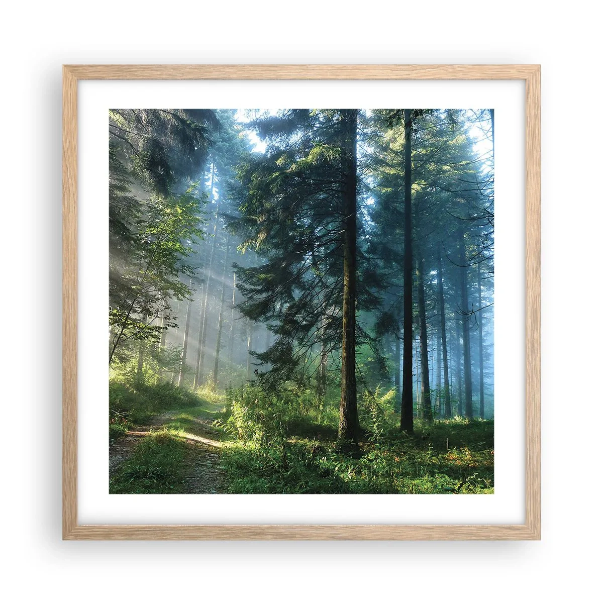 Een poster in een licht eiken lijst - Stralend in de ochtend - 50x50 cm