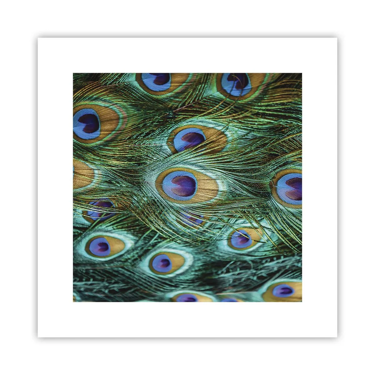 Poster - Een pauwenooglook - 30x30 cm