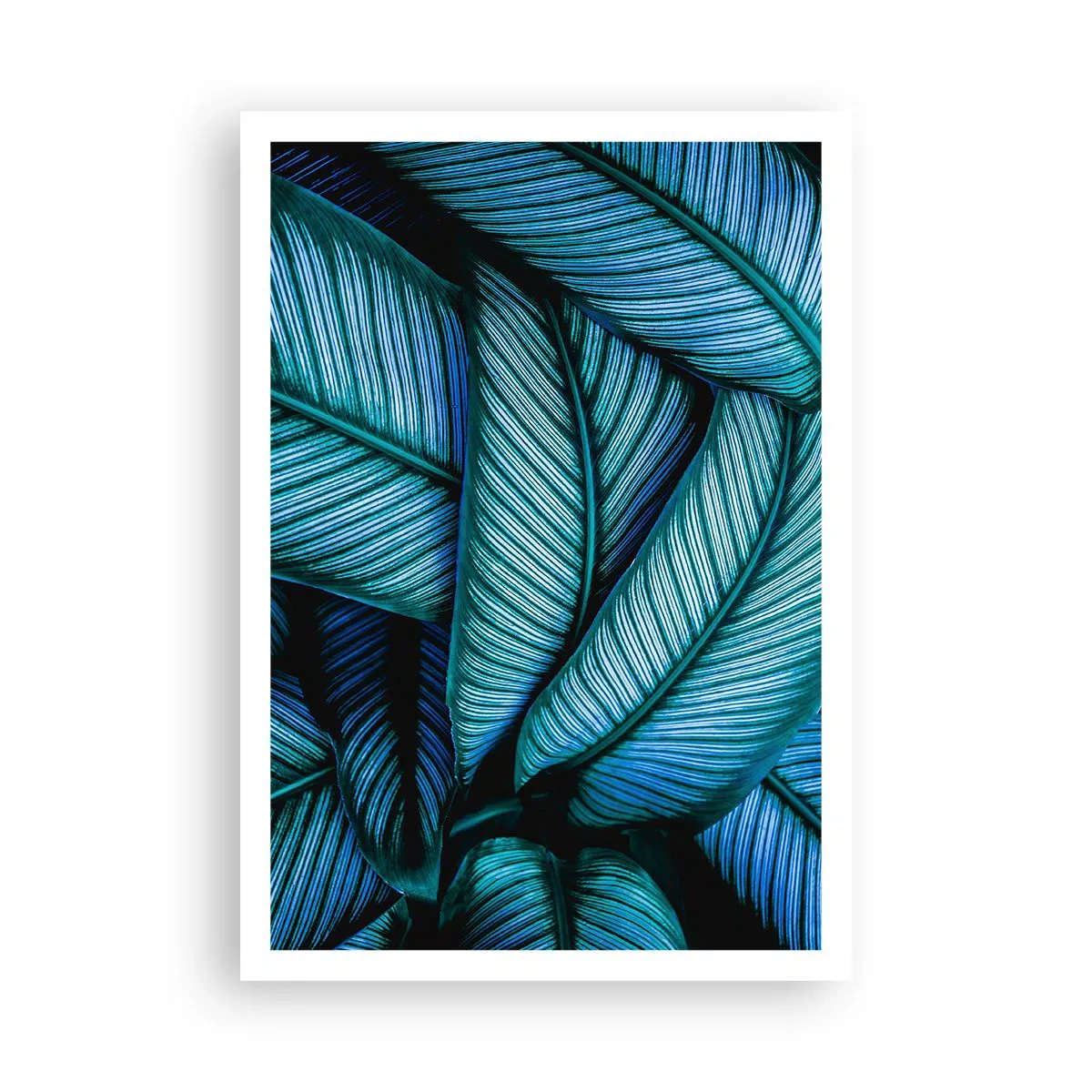 Poster - Levens lijnen - 70x100 cm