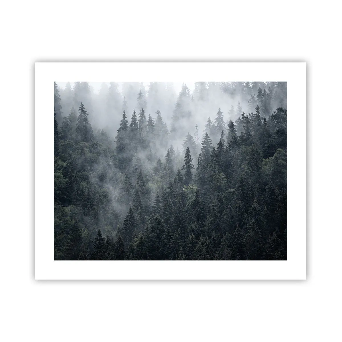 Poster - Bos dageraad - 50x40 cm