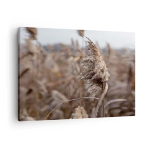 Schilderen op canvas - Delicate grassen in beige tinten tegen de achtergrond van de natuur - 70x50cm - Tijd om met de wind mee te gaan - Moderne wanddecoratie voor woonkamer en slaapkamer ARTTOR