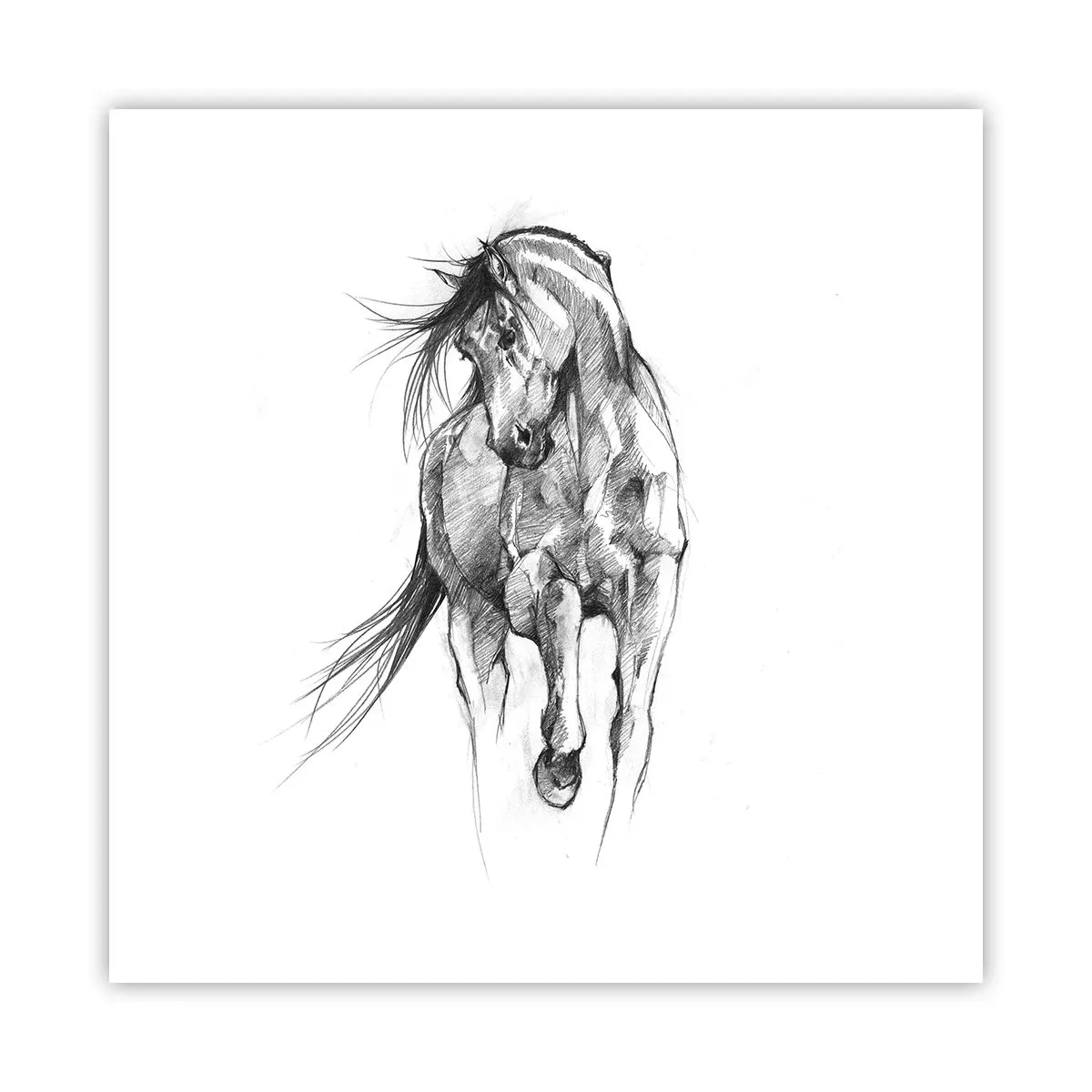 Poster - In een sierlijke draf - 50x50 cm