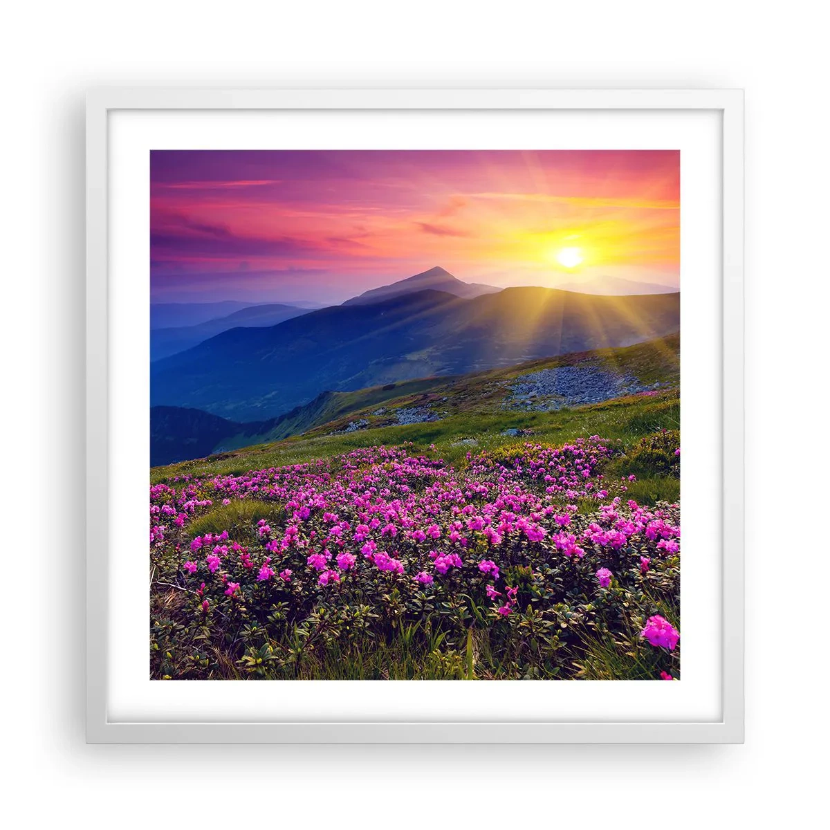 Poster in een witte lijst - … En eromheen ruikt het naar bergdennen en de geur van kruiden - 50x50 cm