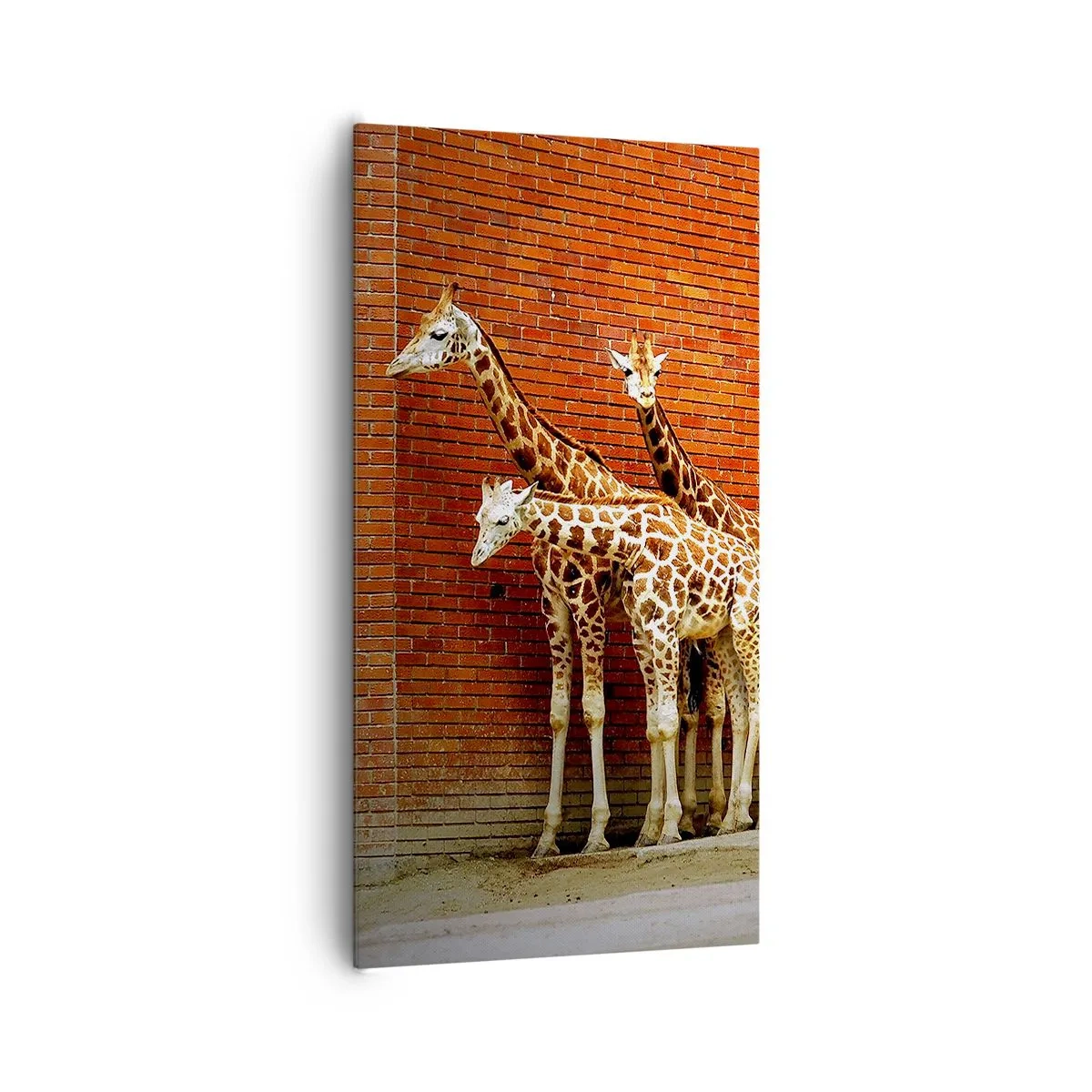 Schilderen op canvas - Zie je acacia? - 65x120 cm