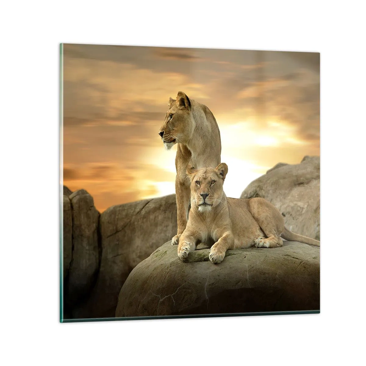 Schilderen op glas - Koninklijke majesteit - 70x70 cm