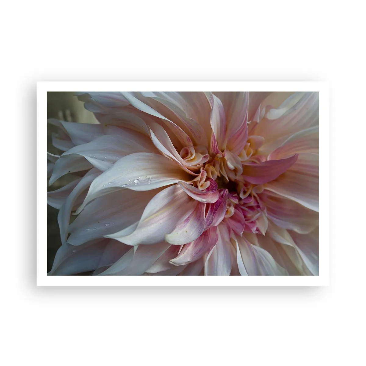 Poster - Bloeiende frisheid - 100x70 cm