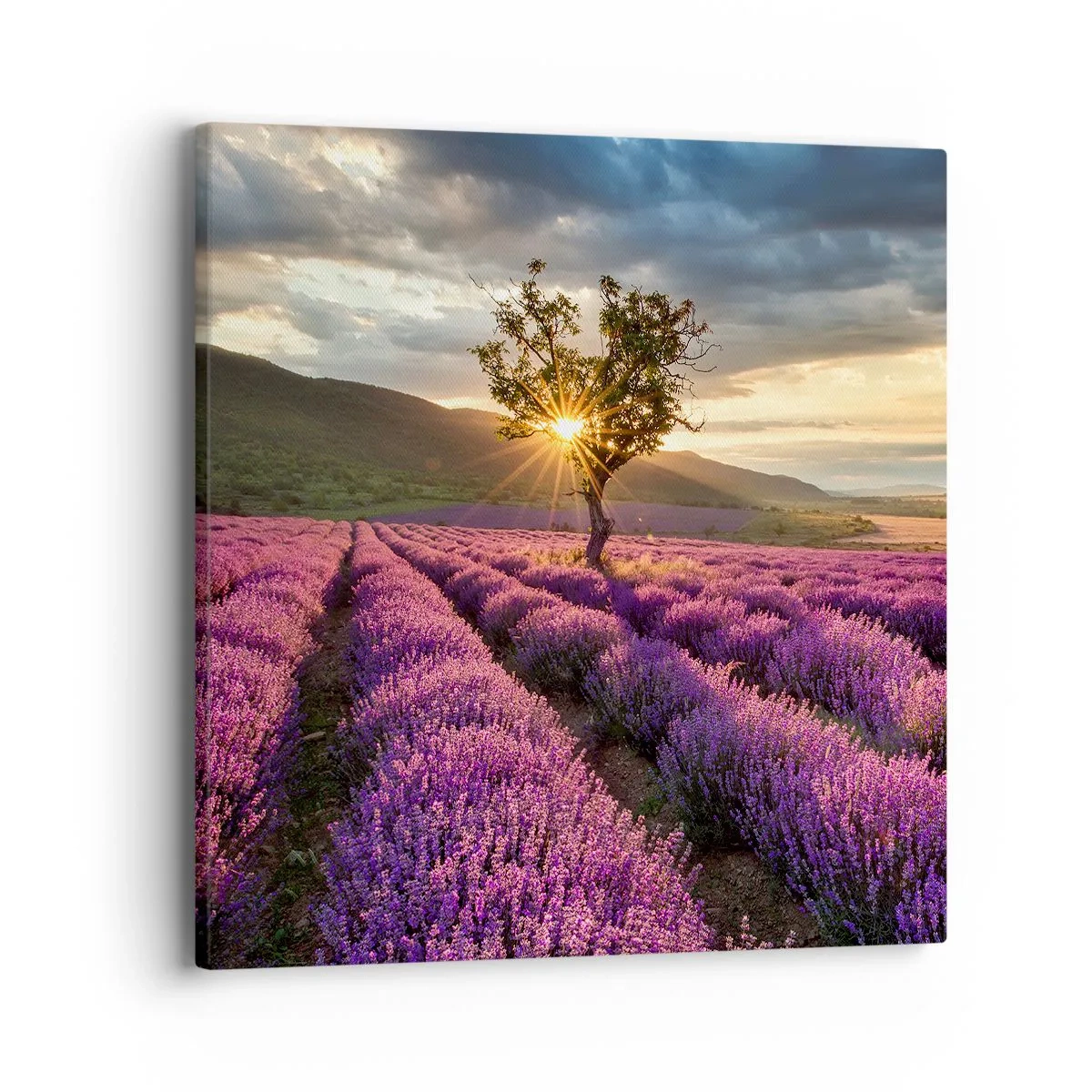 Schilderen op canvas - Lila gekleurd aroma - 40x40 cm